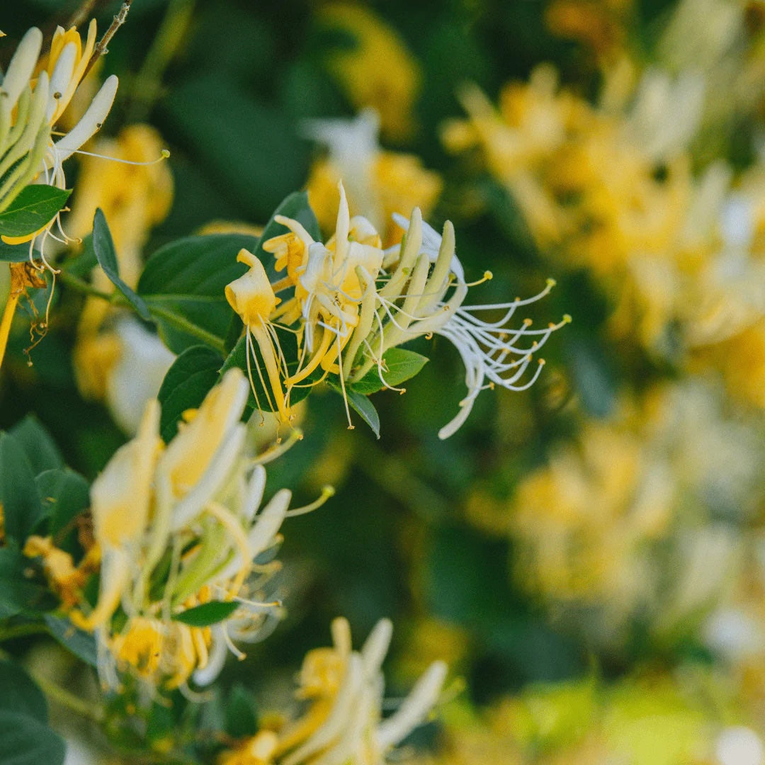 Japanese Honeysuckle