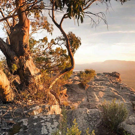 Australian Bushland